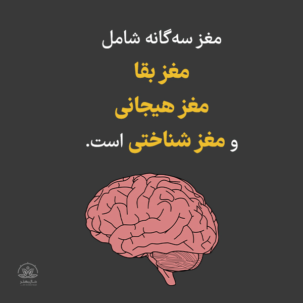 لایه‌های مختلف مغز